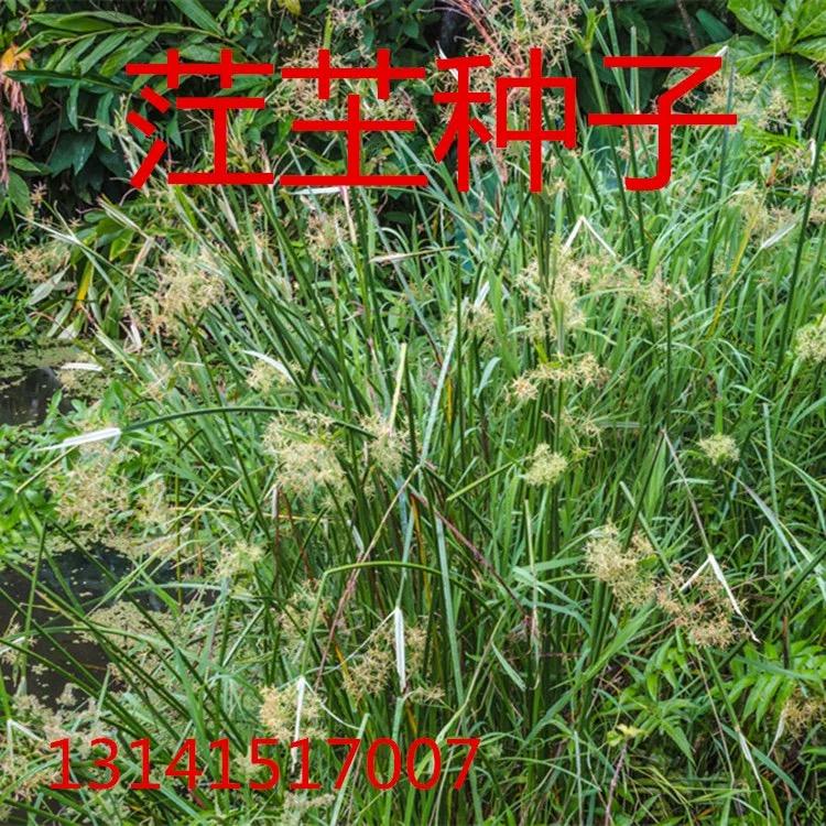 茳芏种子工程护坡草坪观赏咸草咸水草三角苑里蔺淡水龙须草莞草籽图片