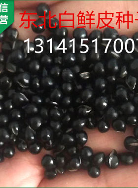 东北白鲜皮种子大叶八股牛西北中药材耐寒花卉黑龙江中草药种籽