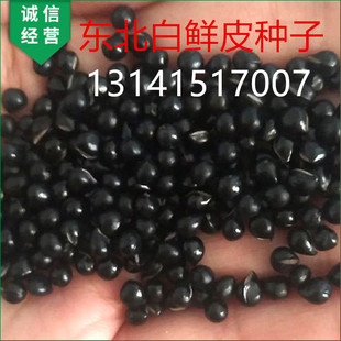 东北白鲜皮种子大叶八股牛西北中药材耐寒花卉黑龙江中草药种籽