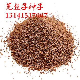 菟丝子种子豆寄生无根草黄丝黄鳝藤种籽菟丝子野生菟丝子中药材籽