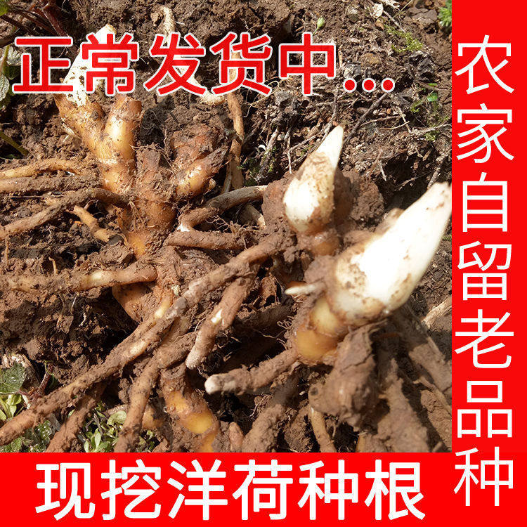 新鲜莲花姜价格 新鲜莲花姜图片 星期三