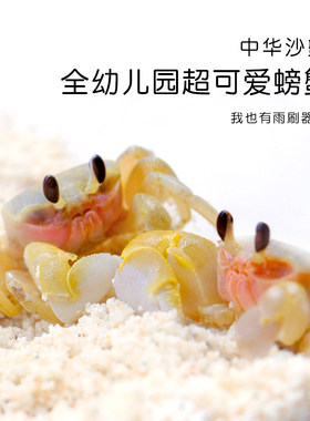 中华沙蟹大眼萌蟹好养易活
