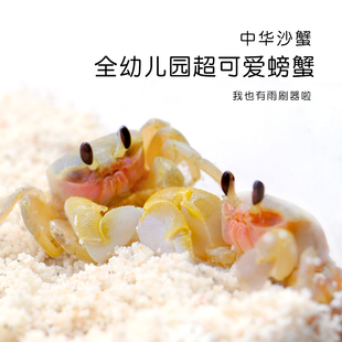 中华沙蟹大眼萌蟹桌面萌宠懒人宠物好养易活包活包损新手饲养套餐