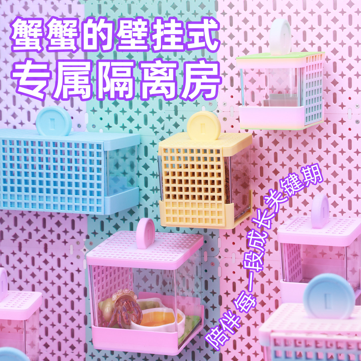 寄居蟹3D蜕皮桶隔离盒~图片