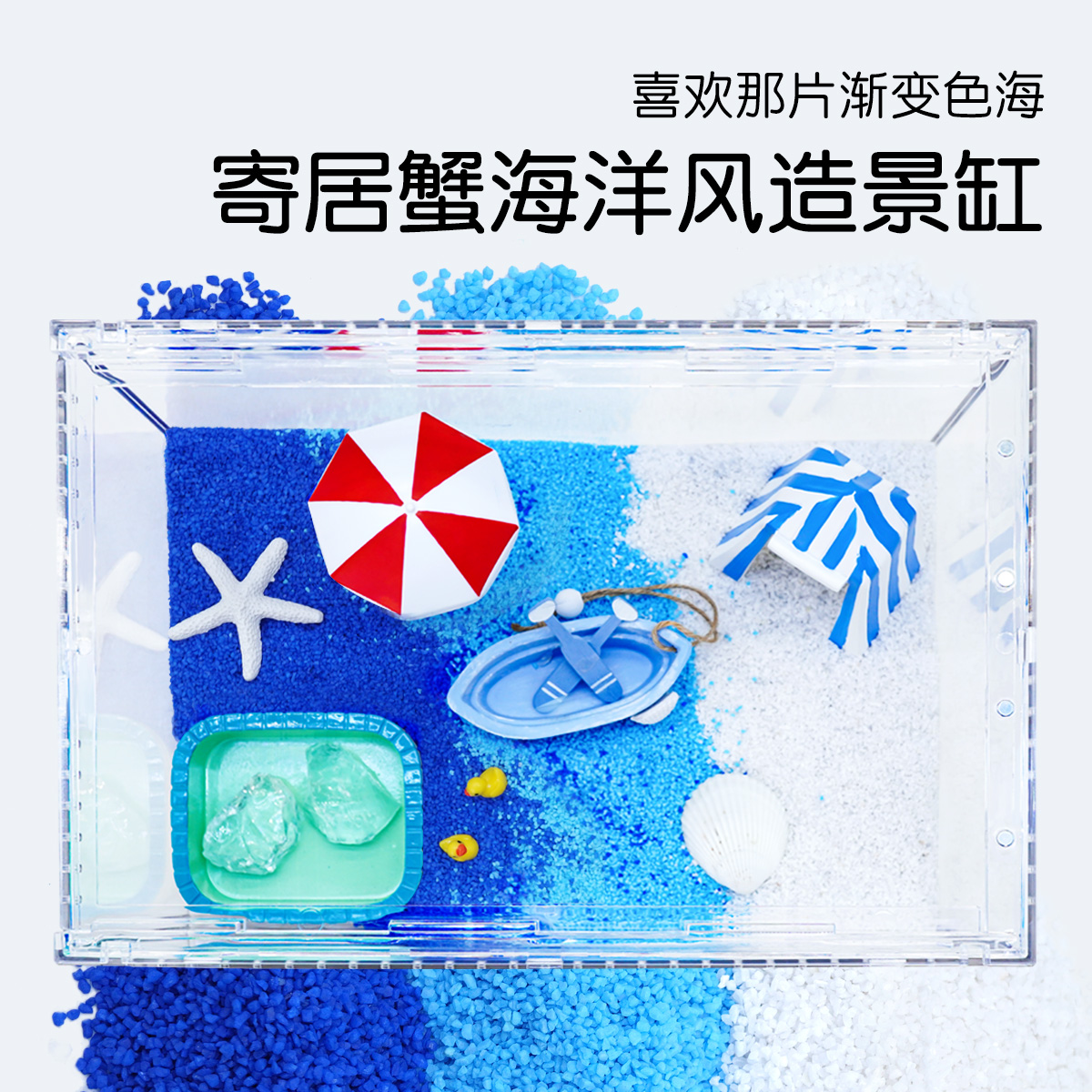 寄居蟹活体新手饲养套餐套装