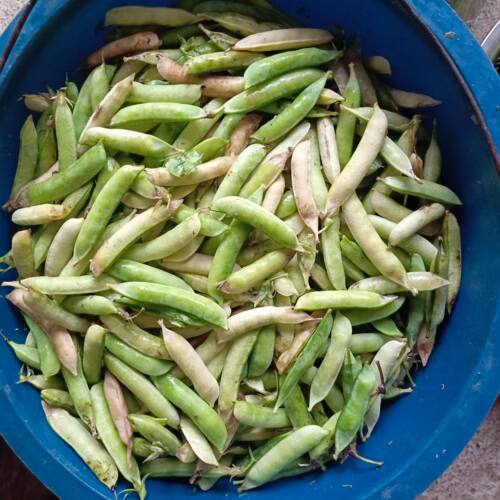 广西桂林农家露天种植新鲜蔬菜甜豆荚软糯甜本地豌豆新鲜豌豆冬豆