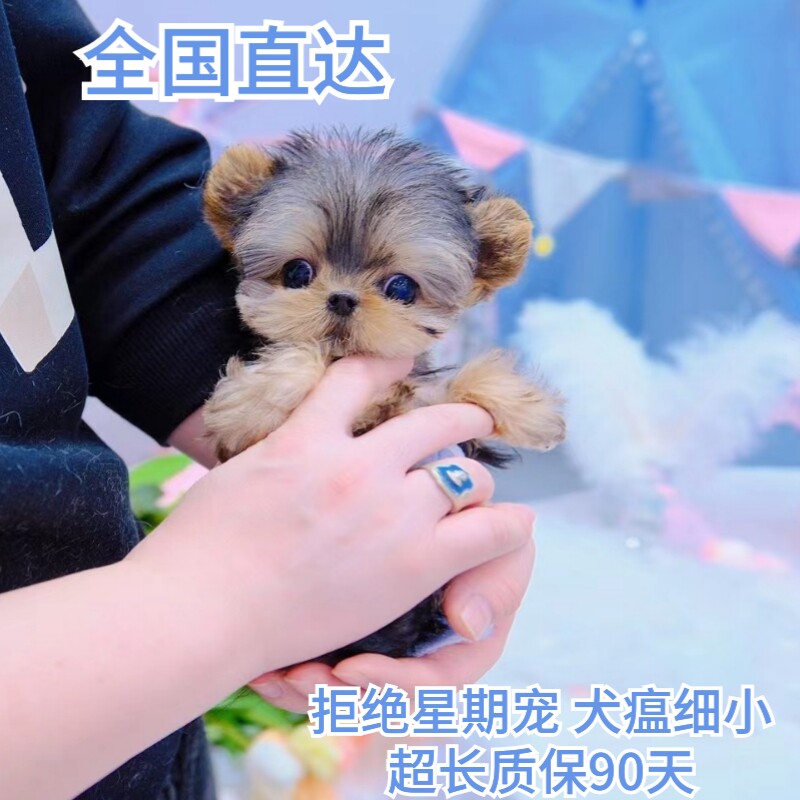 北京约克夏约克夏幼犬纯种小体茶杯犬小型犬狗狗活体西高地白梗