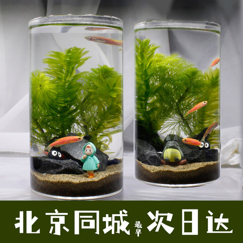 科学桌面玻璃微景观生态瓶diy材料造景水草小鱼自循环免换水