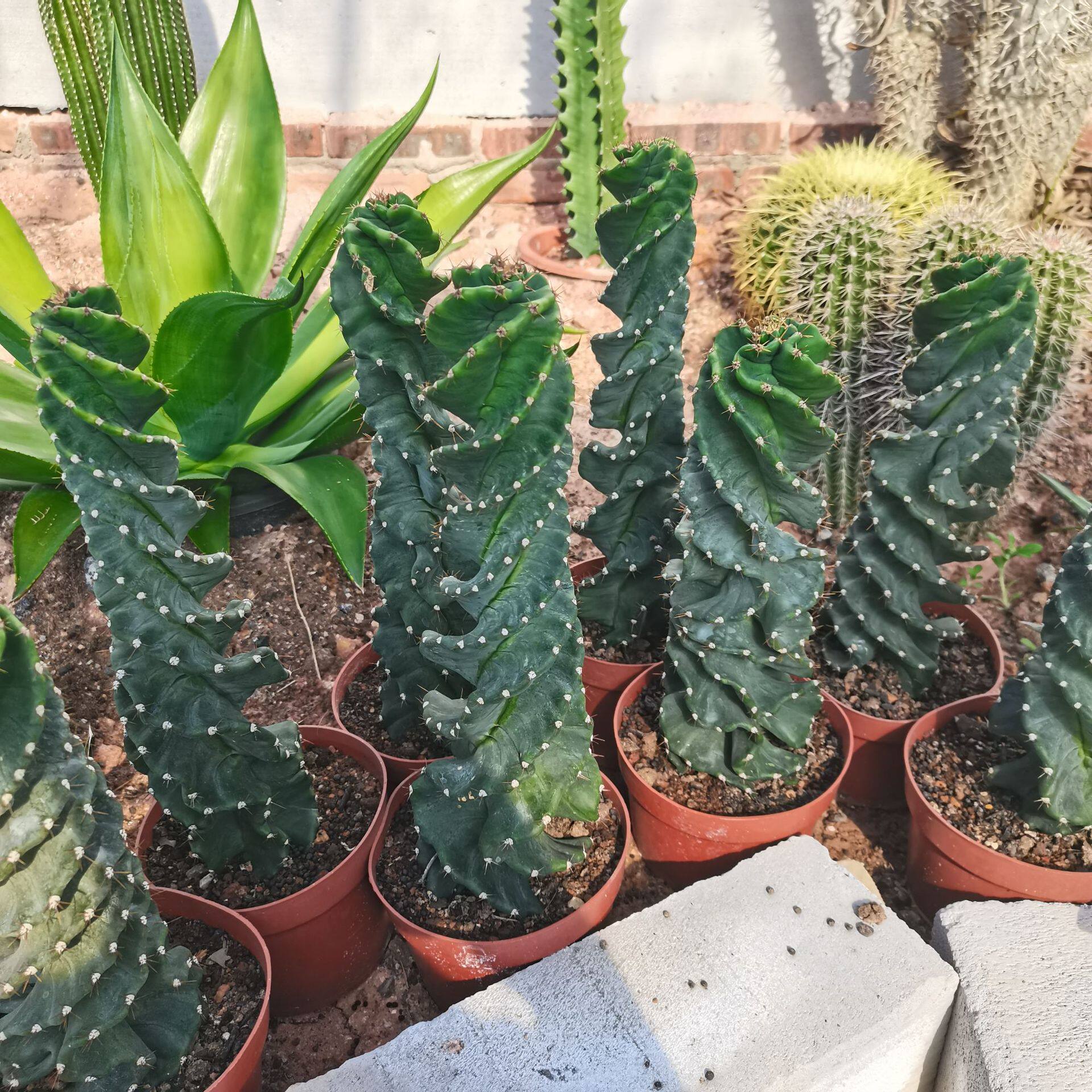 龙卷风仙人球仙人掌多肉植物景观植物美观