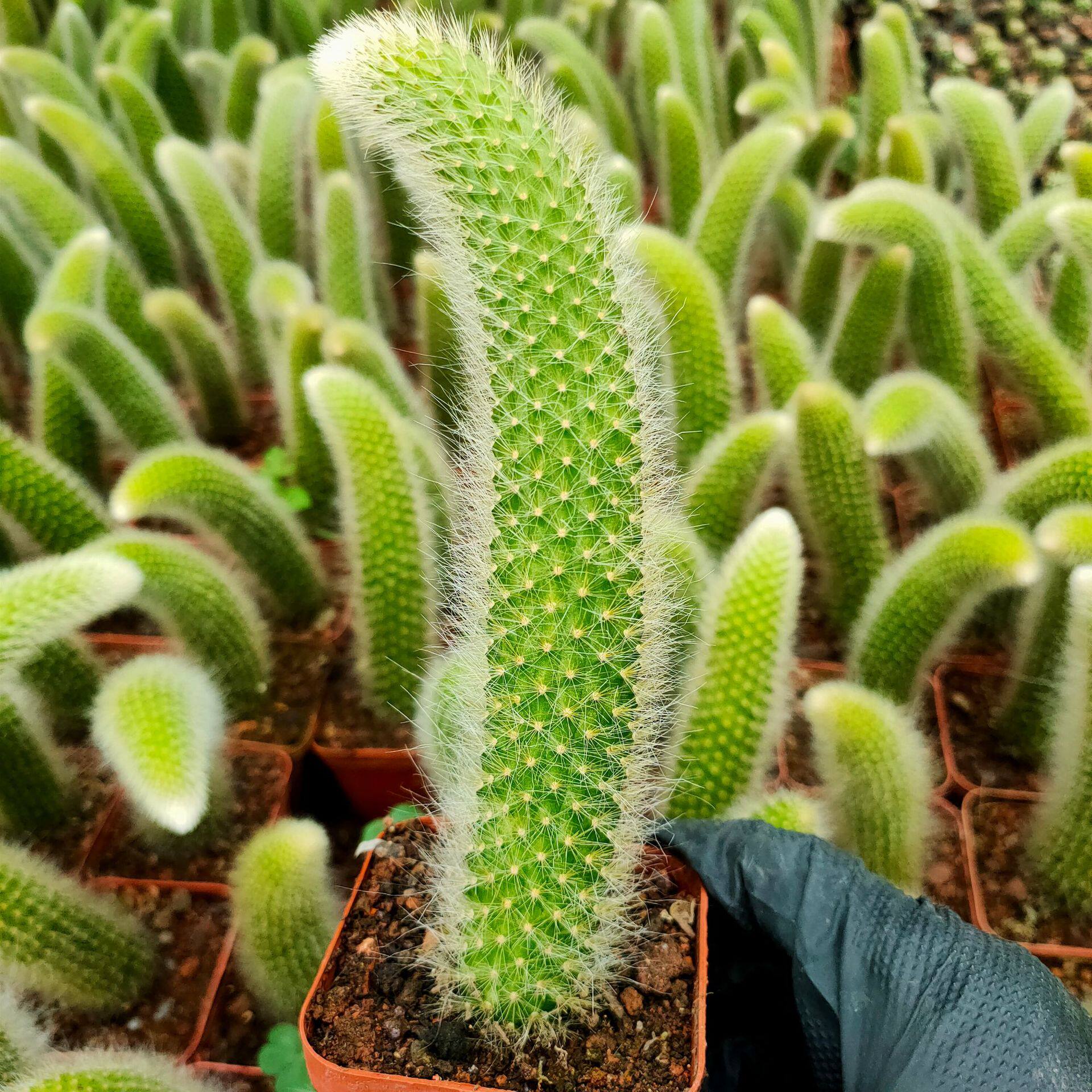 九尾狐仙人球仙人掌多肉植物景观植物美观杀菌