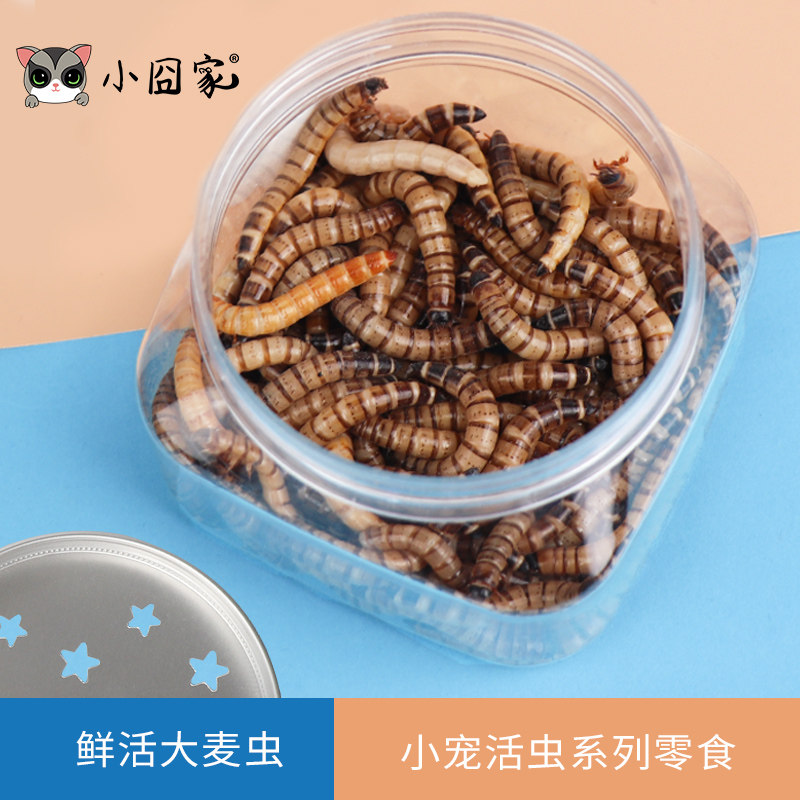 小囧家小宠活虫零食大麦虫面包虫