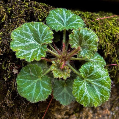 野生虎耳草盆栽耳朵金线观叶绿植老虎金丝观赏假山盆栽造景好养活