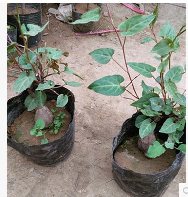 何首乌苗子盆栽种植阳台爬藤植物
