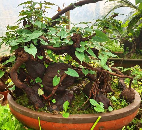 何首乌盆栽何首乌盆景种植苗子