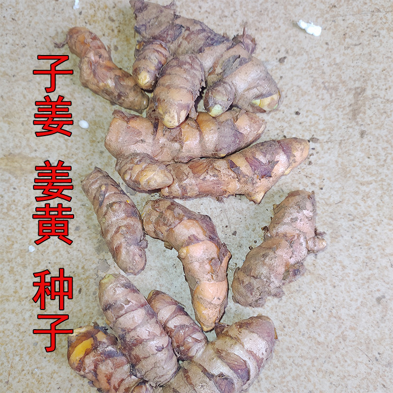广西小黄姜野生姜黄种子生姜染色黄色糯米饭嫩姜
