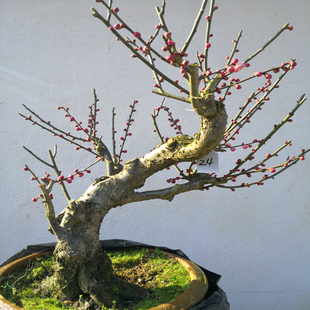 卖花渔村原生红梅老桩盆栽梅花盆景一物一拍庭院阳台四季耐寒好养