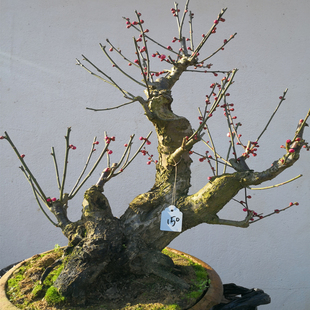 卖花渔村矮霸徽梅桩宫粉红梅盆栽梅花盆景带花苞梅花树苗庭院楼顶