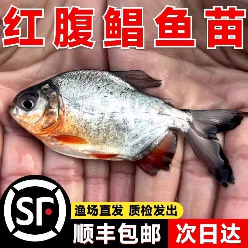 鲳鱼苗红腹白鲳鱼淡水养殖食用仓鱼苗肉食凶猛活体昌鱼好养观赏鱼