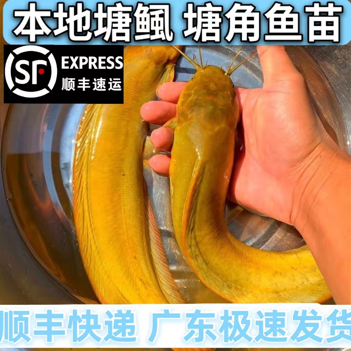 本地塘鲺胡子鲶鱼苗塘角鱼苗土塘鲺鱼苗塘虱活体鱼苗淡水鱼苗