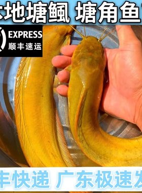 本地塘鲺鲶鱼苗塘角鱼苗三皇塘鲺