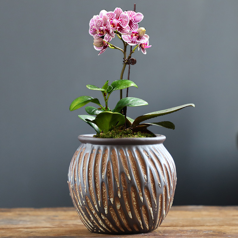 蝴蝶兰专用花盆紫砂粗陶透气家用绿萝创意个性多肉兰花盆特价清仓