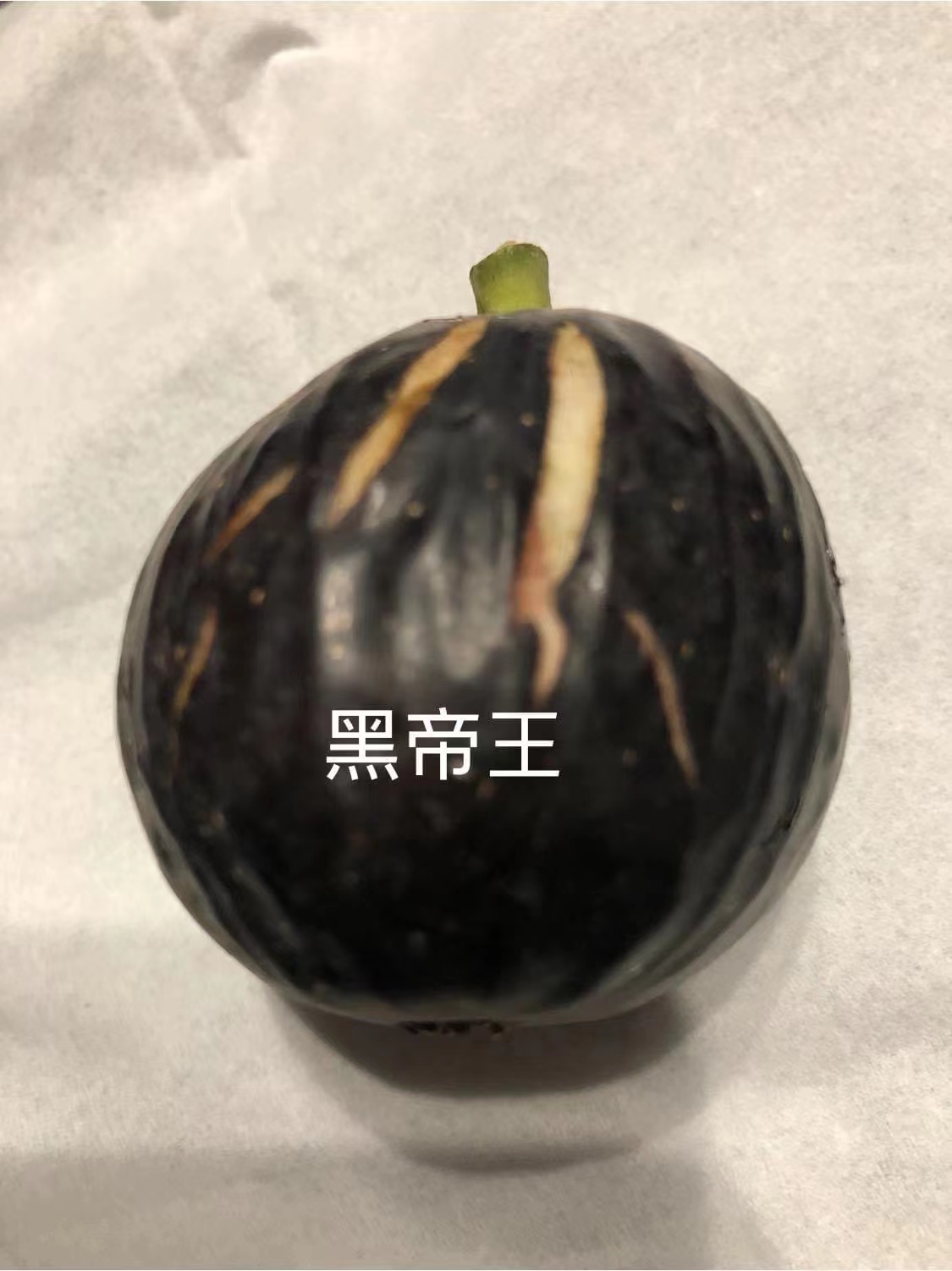 无花果苗黑帝王无花果苗