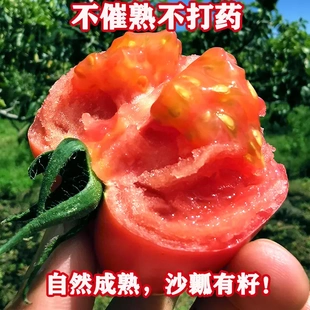 番茄露天自然成熟沙瓤西红柿凉山州老品种不打药新鲜当季水果当季