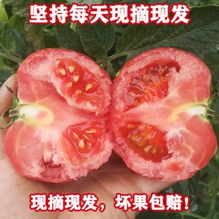 绿色四川攀枝花露天沙瓤小番茄自然成熟不催熟不打药新鲜当季健康