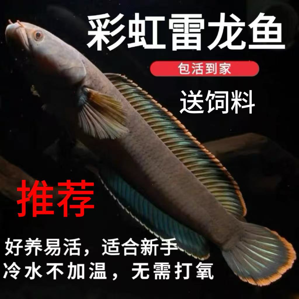 雷龙观赏鱼彩虹雷龙鱼耐养冷水鱼