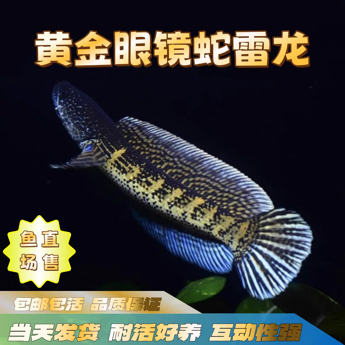 雷龙鱼凶猛热带观赏鱼淡水鱼肉食性鱼黄金眼镜蛇雷龙彩虹雷龙雷龙