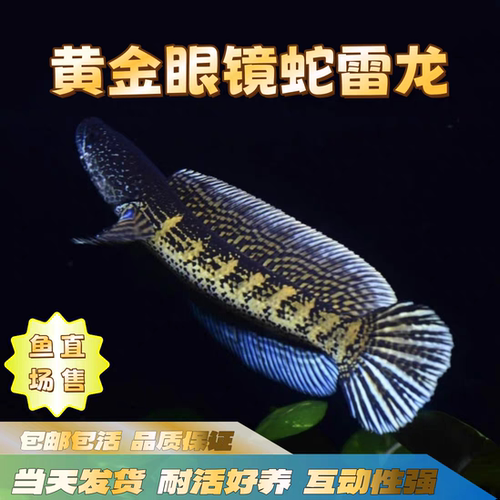 雷龙鱼凶猛热带观赏鱼淡水鱼肉食性鱼黄金眼镜蛇雷龙彩虹雷龙雷龙