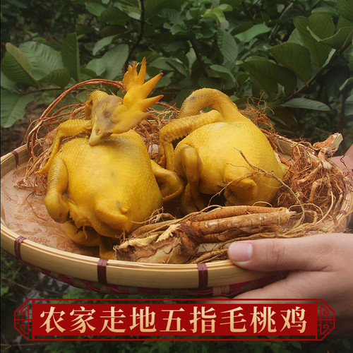 五指毛桃盐焗鸡整只手撕即食