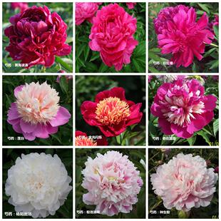 精品芍药种苗大花重瓣适合地栽盆栽完整根系阳台庭院别墅种植洛阳