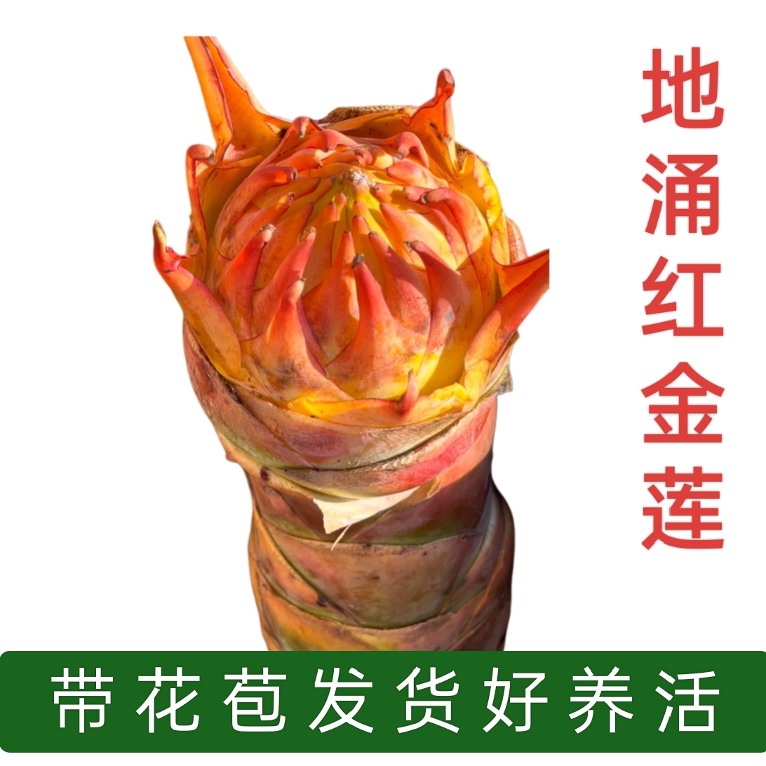 云南鲜花盆栽地涌金莲带花苞千瓣莲花大型花卉易栽易养包活