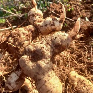 云南野生黄精新鲜黄精天然精品黄精九蒸九晒煲汤