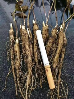 山东菏泽占地芍药苗芍药种苗药用芍药花苗红花芍药一年苗