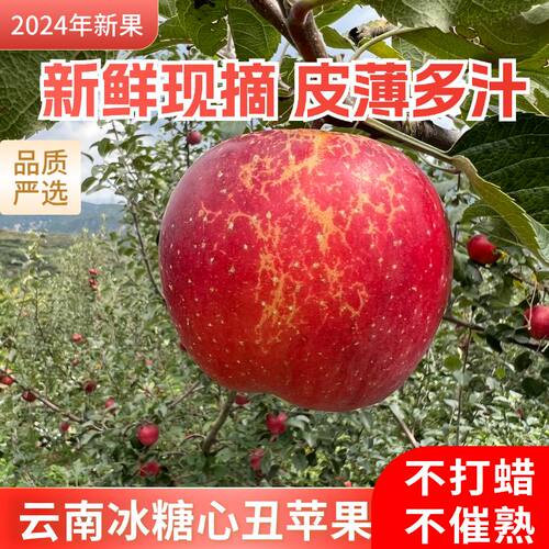 云南现摘丑苹果冰糖心水果红富士苹果新鲜水果脆甜孕妇儿童水果