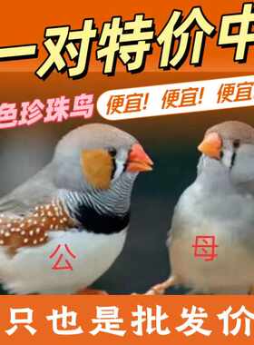 雀灰白驼萌宠观赏鸟珍珠鸟