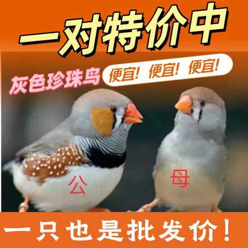 雀灰白驼萌宠观赏鸟珍珠鸟