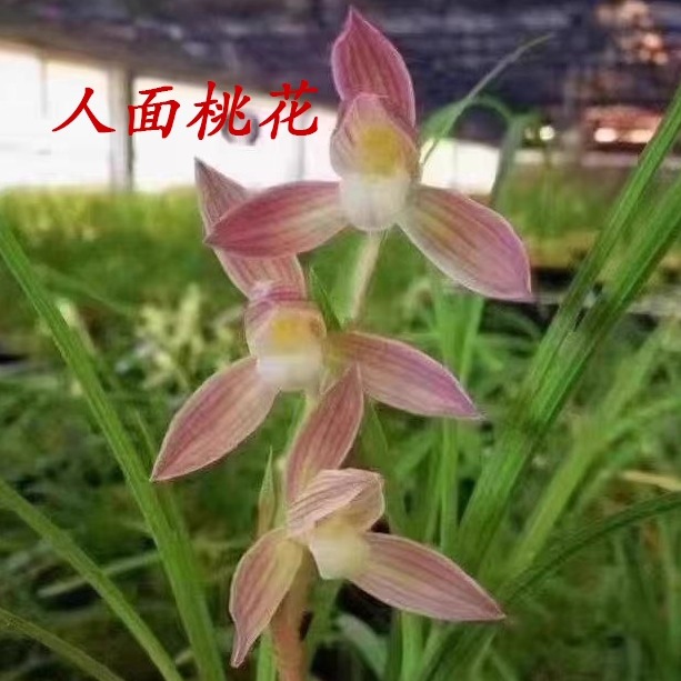 莲瓣兰浓香型兰花苗花卉室内外好养绿植盆栽国兰