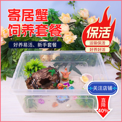 寄居蟹饲养套装饲养箱螃蟹缸儿童礼物活体迷你小宠物懒人好养包活