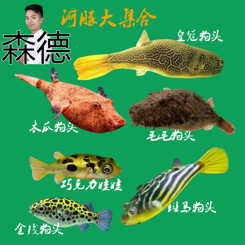 斑马狗头木瓜鱼皇冠毛毛金钱