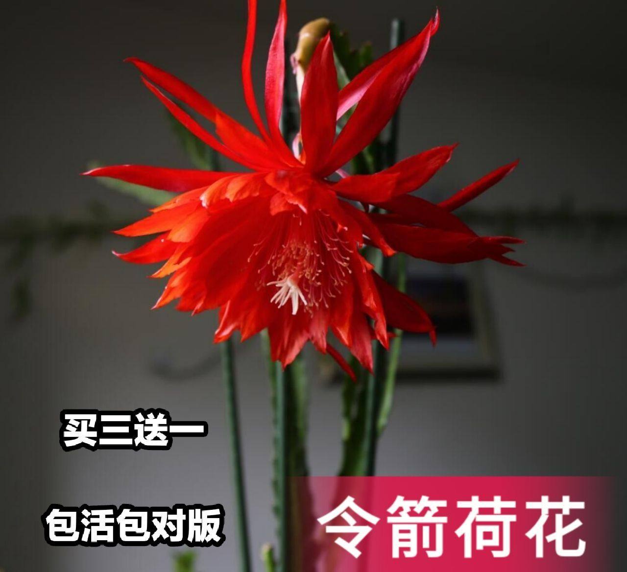 新品进口令箭荷花大花多色多品种好养易开花扦插有根苗包对版正品