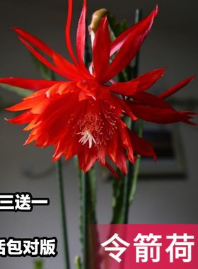 新品进口令箭荷花大花多色多品种好养易开花扦插有根苗包对版正品