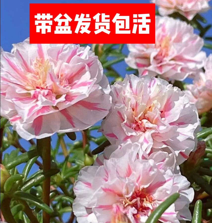 籽播新品重瓣多色太阳花盆栽包活包对版耐高温不怕晒不怕热