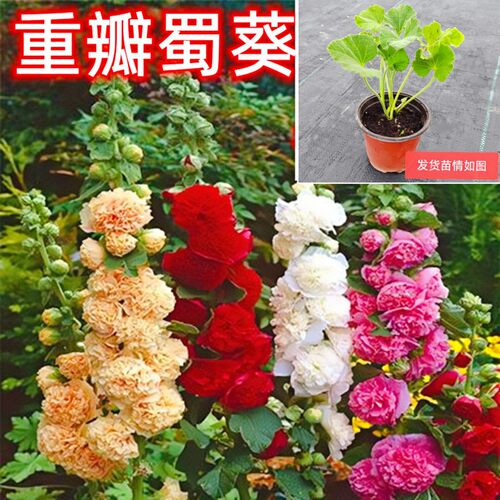 现货重瓣蜀葵花苗桃子与梦多花色好养庭院花卉盆栽