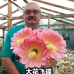 进口仙人球毛花柱彩草实生大花品种多肉植物室内防辐射易养盆栽