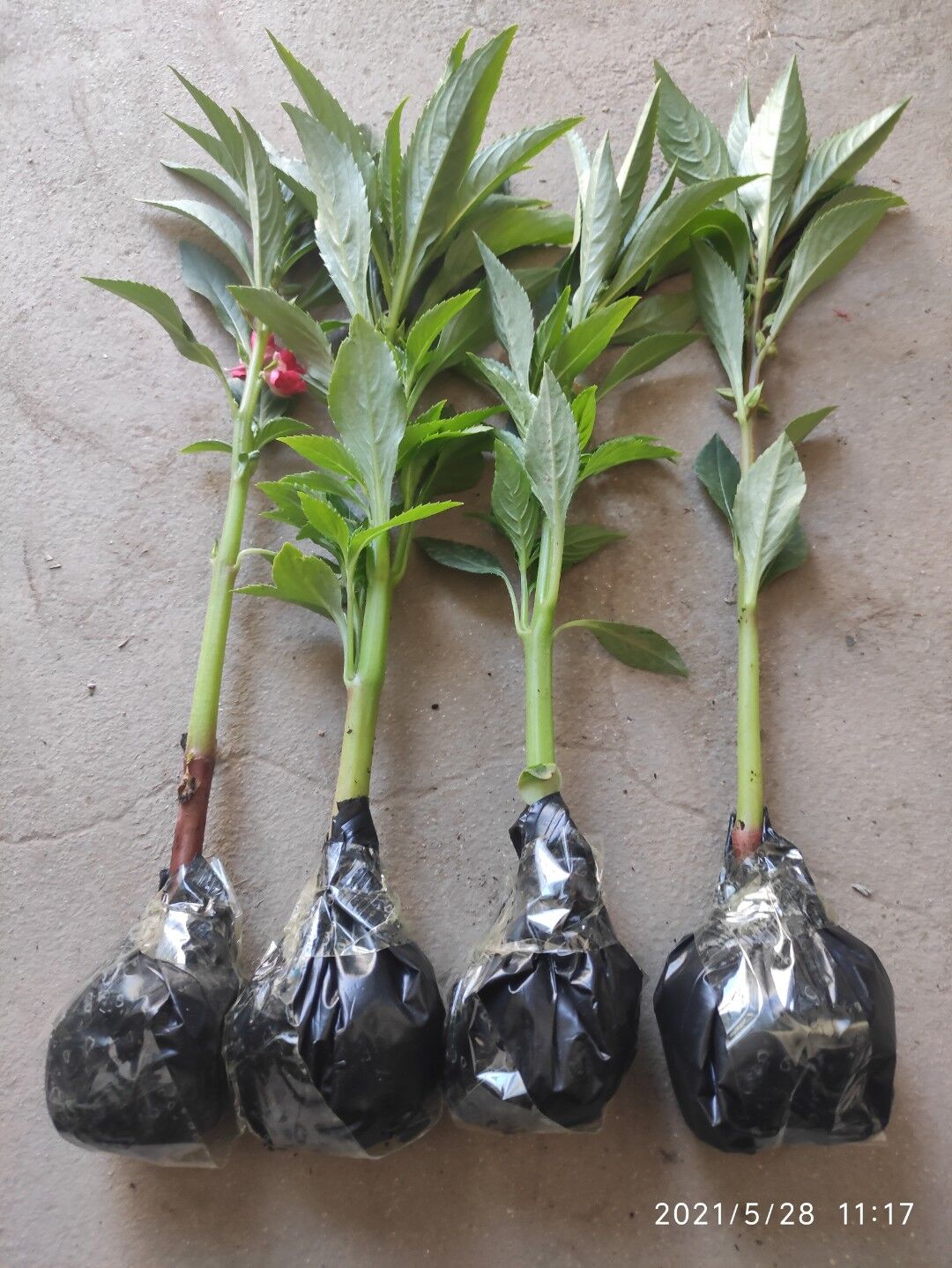 货到死苗补发指甲花凤仙花苗带花苞红紫粉白多色好养绿植盆栽花卉