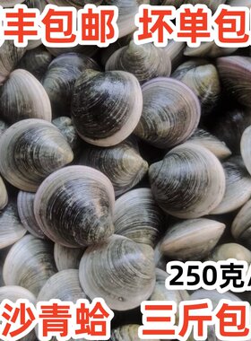 鲜活青蛤新鲜海捕3斤包邮无沙