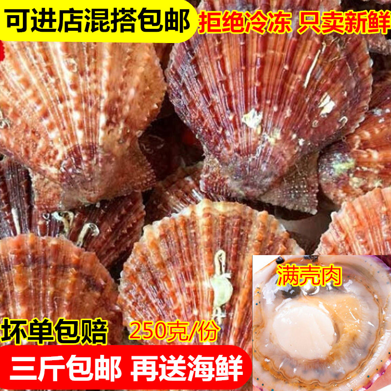 鲜活小红贝新鲜小扇贝包邮烧烤